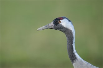 Common Crane (Grus grus) portrait