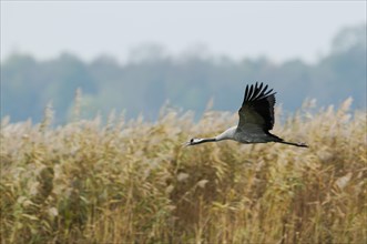 Common Crane (Grus grus) in flight with open beak