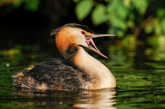 Great Crested Grebe (Podiceps cristatus) swimming with open beak on body of water