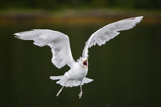 European Herring Gull (Larus argentatus) in flight with an open beak