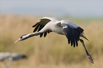 Common Crane (Grus grus) during landing