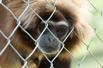Lar Gibbon or White-handed Gibbon (Hylobates lar) looking through a chain link fence of an enclosure