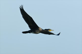 Great Cormorant or Great Black Cormorant (Phalacrocorax carbo) in flight