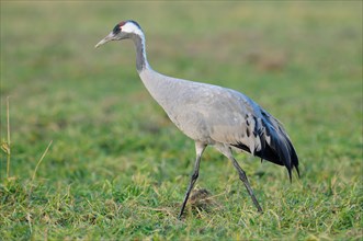 Common Crane (Grus grus) wading on a meadow foraging for food