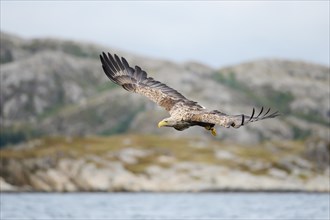 White-tailed Eagle or Sea Eagle (Haliaeetus albicilla) approaching prey