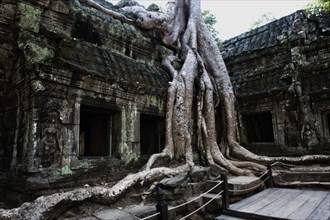 Trees overgrowing the temple complex of Ta Prohm
