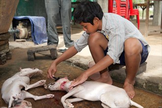 Boy removing hair from slaughtered dogs