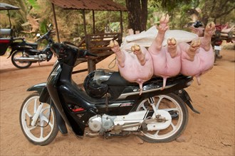 Pigs being transported to the market on a moped