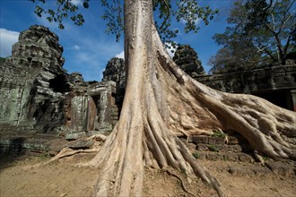 Trees overgrowing the temple complex of Banteay Kdei