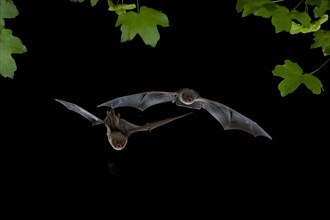 Bent-wing Bats