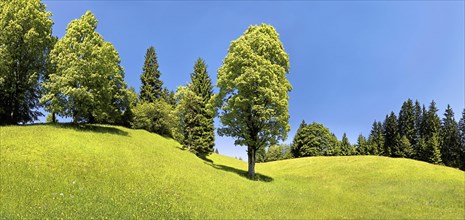 Green meadow and trees on Eckbauer Mountain