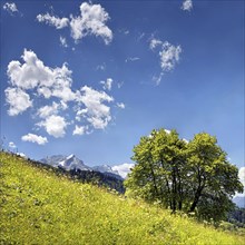 Vernal mountain landscape with green grass