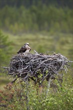 Osprey or Sea Hawk (Pandion haliaetus) perched on its eyrie