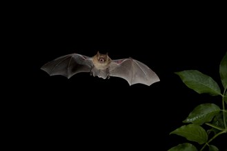 Geoffroy's Bat (Myotis emarginatus) in flight