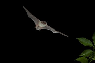 Long-fingered Bat (Myotis capaccinii) in flight