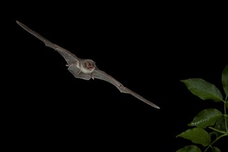 Bent-wing Bat