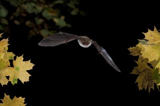 Natterer's Bat (Myotis nattereri) in flight