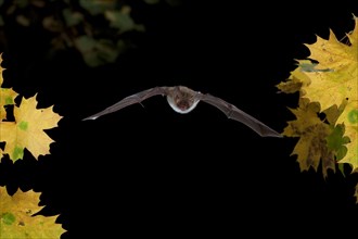 Bechstein's Bat (Myotis bechsteinii) in flight