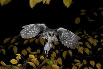Boreal Owl (Aegolius funereus) carrying a captured yellow-necked mouse in flight