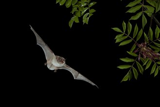 Long-fingered Bat (Myotis capaccinii) in flight