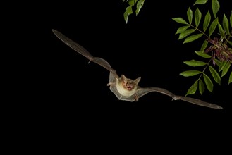 Greater Mouse-eared Bat (Myotis myotis) in flight