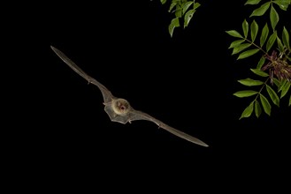 Common Bent-wing Bat or Schreibers' Long-fingered Bat (Miniopterus schreibersii) in flight