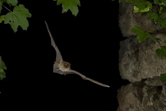 Common Bent-wing Bat or Schreibers' Long-fingered Bat (Miniopterus schreibersii) in flight