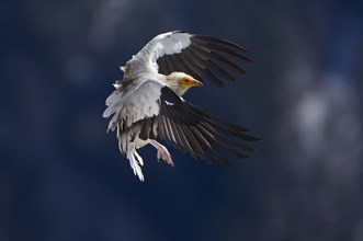 Egyptian Vulture (Neophron percnopterus) approaching to land