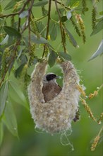 Eurasian Penduline Tit or European Penduline Tit (Remiz pendulinus)