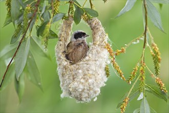 Eurasian Penduline Tit or European Penduline Tit (Remiz pendulinus)