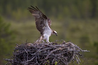 Osprey or Sea Hawk (Pandion haliaetus) landing on an eyrie