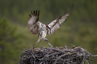 Osprey or Sea Hawk (Pandion haliaetus) approaching to land on an eyrie