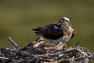 Osprey or Sea Hawk (Pandion haliaetus) on an eyrie with young birds