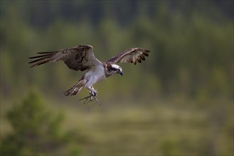 Osprey or Sea Hawk (Pandion haliaetus) with nesting material approaching to land on an eyrie