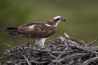 Osprey or Sea Hawk (Pandion haliaetus) on an eyrie with young birds