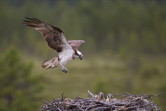 Osprey or Sea Hawk (Pandion haliaetus) approaching to land on an eyrie