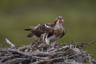 Osprey or Sea Hawk (Pandion haliaetus) feeding young birds on an eyrie