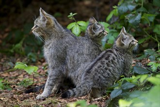 Wildcat (Felis silvestris) with kittens