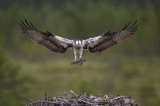 Osprey or Sea Hawk (Pandion haliaetus) approaching to land with nesting material