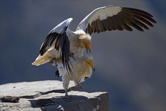 Egyptian Vultures (Neophron percnopterus)