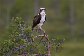 Osprey or Sea Hawk (Pandion haliaetus)