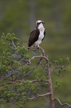 Osprey or Sea Hawk (Pandion haliaetus)
