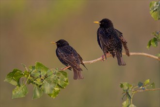 Starlings (Sturnus vulgaris) during courtship