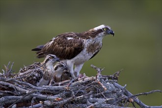 Osprey or Sea Hawk (Pandion haliaetus) in an aerie with chicks