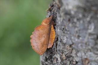 Lappet Moth (Gastro quercifolia)