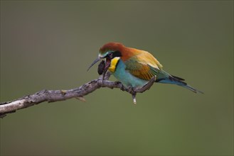 Bee-eater (Merops apiaster) regurgitating a pellet