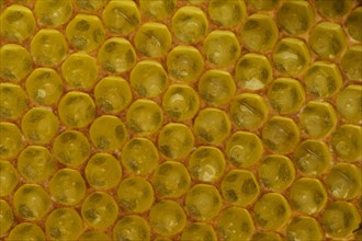 Western Honey Bees (Apis mellifera)