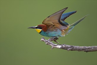 Bee-eater (Merops apiaster) preparing to take off