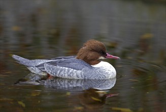 Goosander (Mergus merganser)