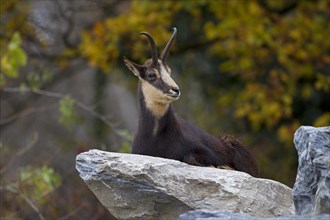 Chamois (Rupicapra Rupicapra)